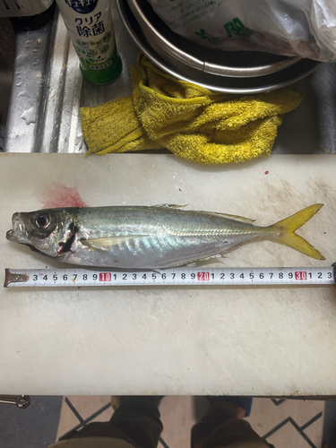 アオアジの釣果