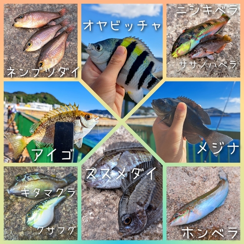 オヤビッチャの釣果