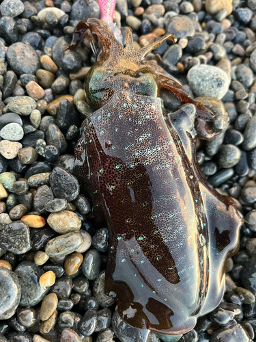 アオリイカの釣果