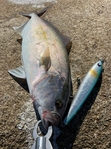 ネリゴの釣果