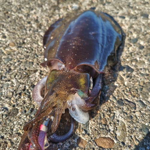 アオリイカの釣果