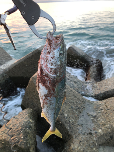 ツバイソの釣果