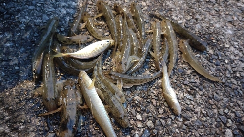 マハゼの釣果