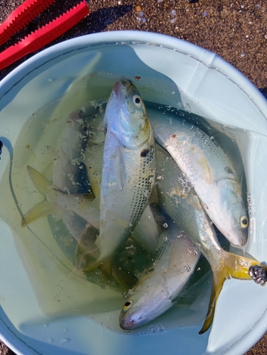 コノシロの釣果