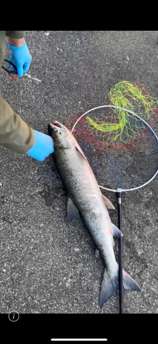 シロザケの釣果