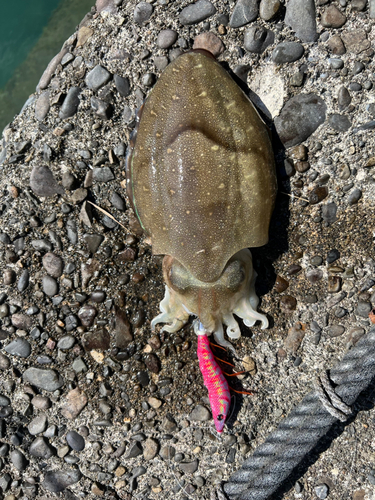 コウイカの釣果