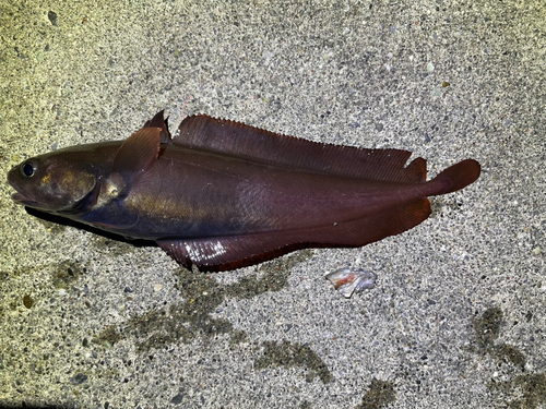 ドンコの釣果