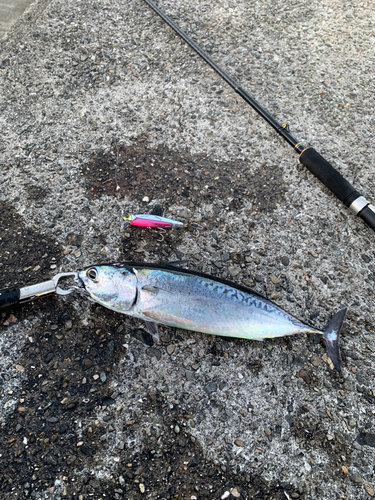 マルソウダの釣果