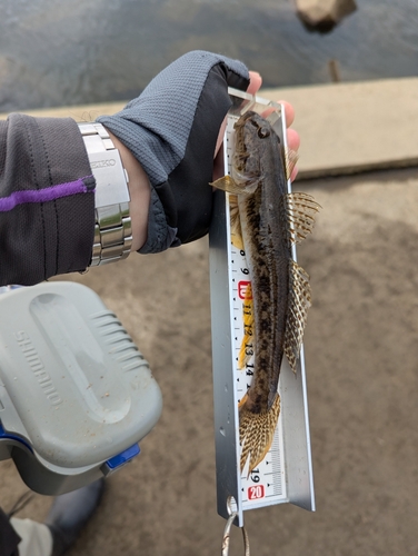 ハゼの釣果