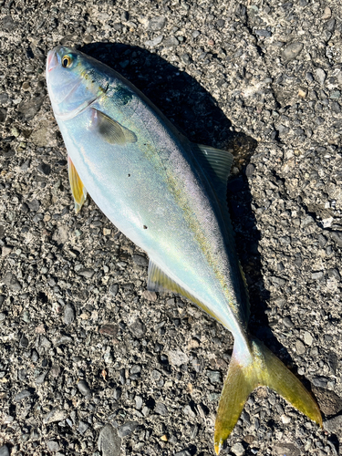 イナダの釣果