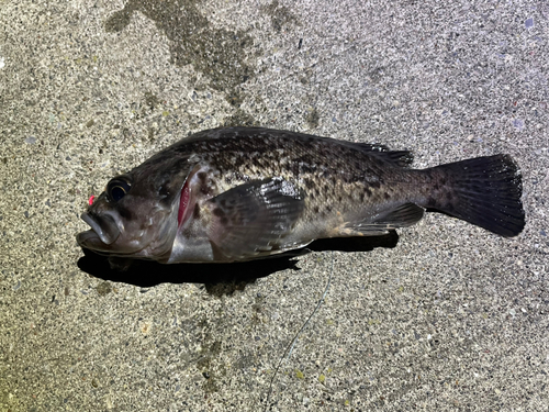 クロソイの釣果