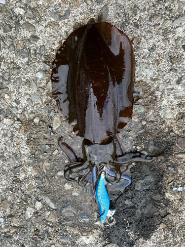 アオリイカの釣果