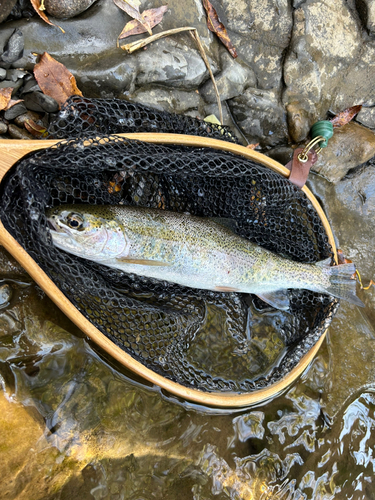 ニジマスの釣果