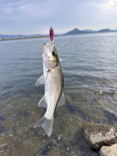 セイゴ（マルスズキ）の釣果