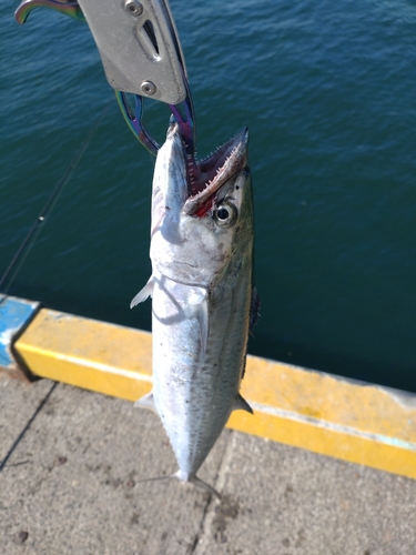 サゴシの釣果