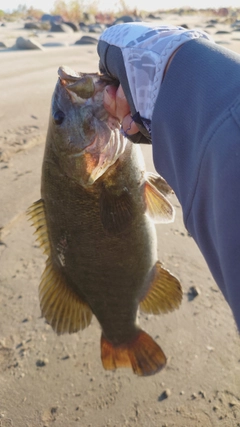 スモールマウスバスの釣果