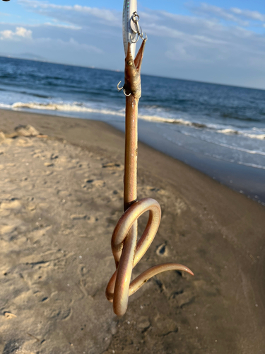 ダイナンウミヘビの釣果