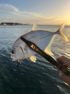 メッキの釣果