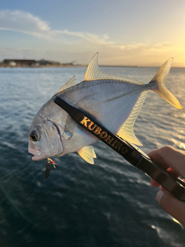 メッキの釣果