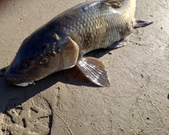 ニゴイの釣果