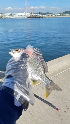 キビレの釣果