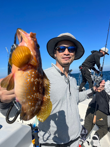 アコウの釣果