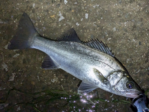 セイゴ（マルスズキ）の釣果