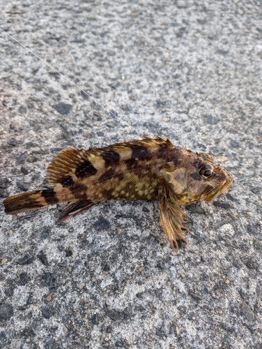 カサゴの釣果