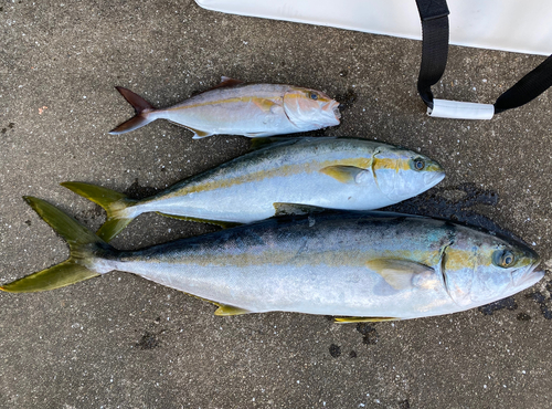 カンパチの釣果