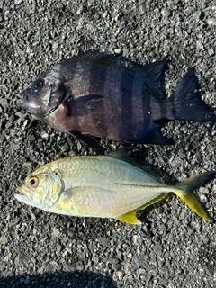 イシダイの釣果