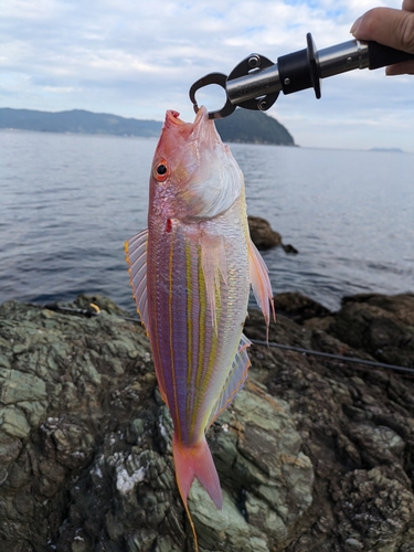 イトヨリダイの釣果