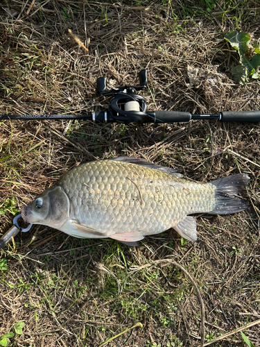 フナの釣果