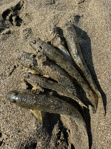 ハゼの釣果