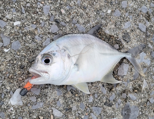 メッキの釣果