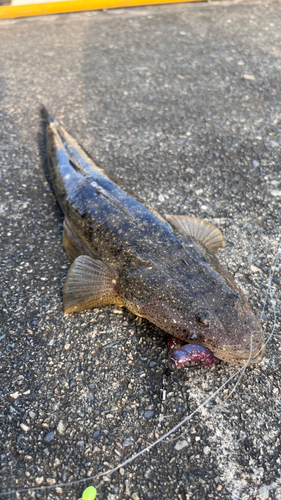 マゴチの釣果