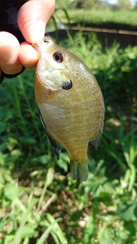 ブルーギルの釣果