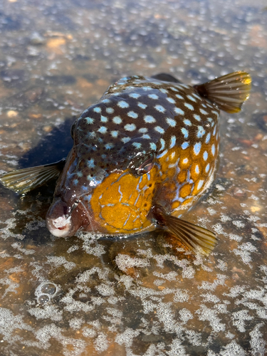 ハコフグの釣果