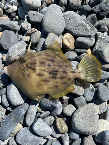 カワハギの釣果