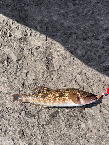 アブラコの釣果