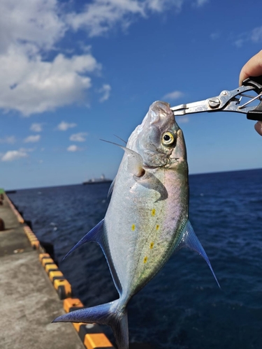 ナンヨウカイワリの釣果