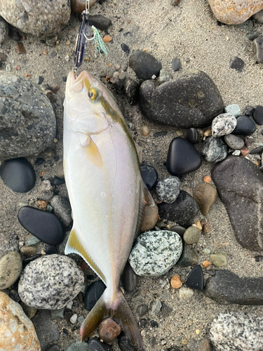 ショゴの釣果