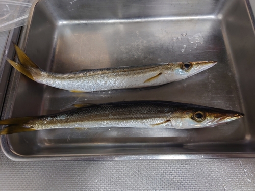 カマスの釣果