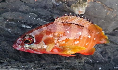 アカハタの釣果