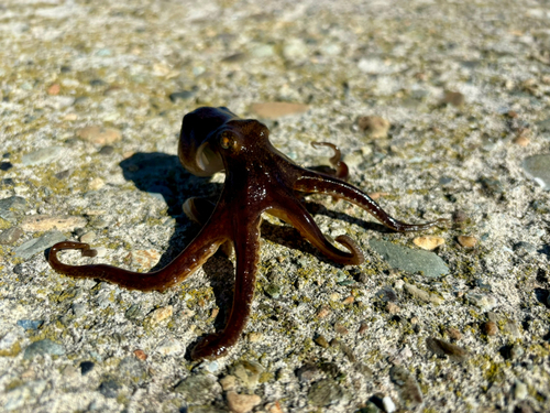 タコの釣果