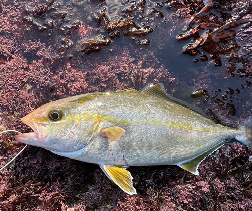 ショゴの釣果