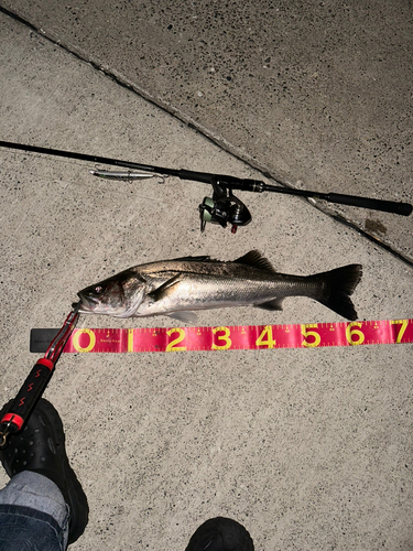 シーバスの釣果