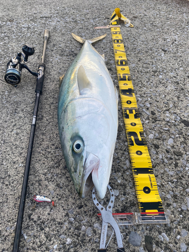 ハマチの釣果