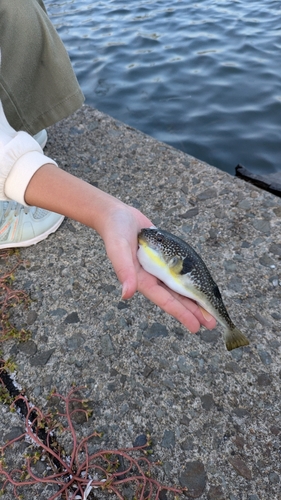 フグの釣果