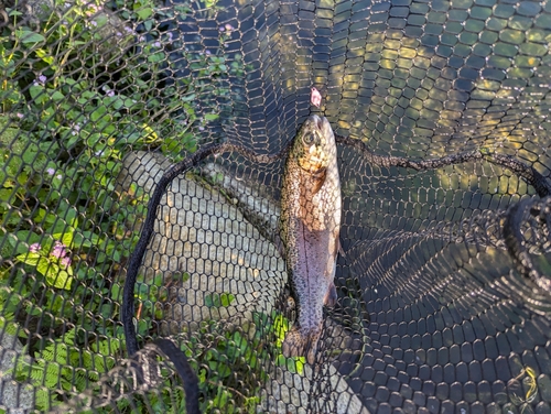 ニジマスの釣果