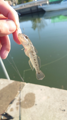 マハゼの釣果